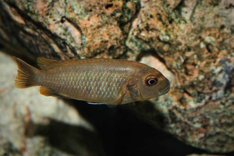 Pseudotropheus sp. 'polit' Lion's Cove